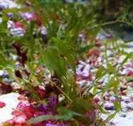 Caulerpa prolifera